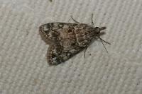 Eudonia lacustrata