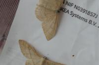Idaea