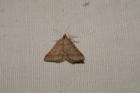 Isturgia murinaria