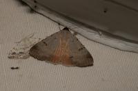 Lygephila craccae