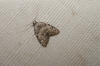 Meganola strigula