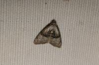 Meganola togatulalis