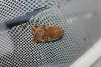 Noctua janthe/janthina