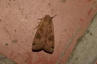 Noctua pronuba