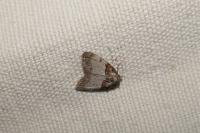 Nola cucullatella/tutulella