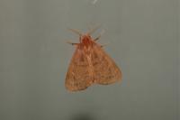 Ocneria rubea