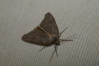 Pachycnemia hippocastanaria hippocastanaria