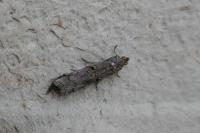 Pempelia palumbella