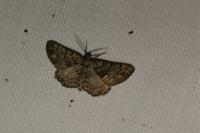 Peribatodes ilicaria ilicaria