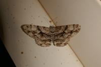 Peribatodes umbraria umbraria