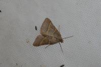 Perigune narbonea