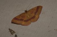 Rhodostrophia calabra
