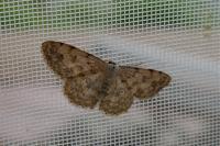 Scopula rufomixtaria