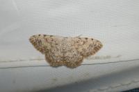 Scopula submutata roseonitens