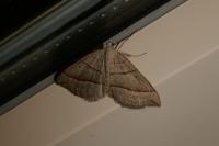 Scotopteryx luridata/mucronata