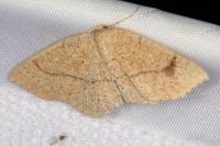 Cyclophora ruficiliaria