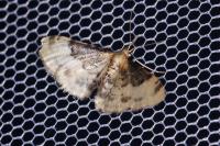 Idaea filicata