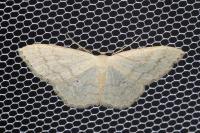 Scopula floslactata