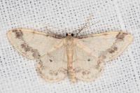 Idaea trigeminata