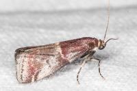 Acrobasis marmorea