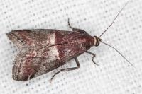 Acrobasis marmorea