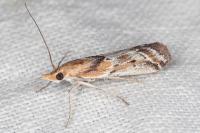 Ancylosis cinnamomella