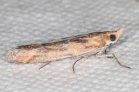 Ancylosis cinnamomella