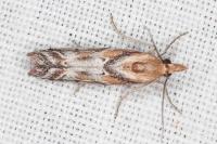 Ancylosis cinnamomella