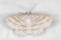 Perconia strigillaria
