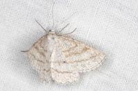Perconia strigillaria