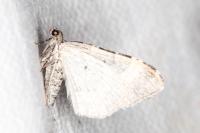 Epirrhoe galiata