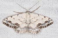 Scopula decorata