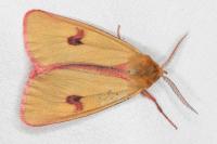 Diacrisia sannio