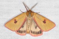 Diacrisia sannio