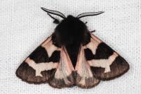Watsonarctia deserta
