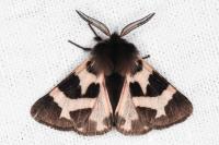 Watsonarctia deserta