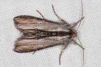 Cucullia caninae