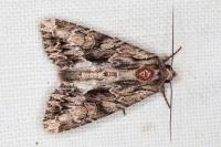 Apamea monoglypha monoglypha