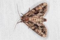 Apamea monoglypha monoglypha