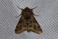 Apocheima hispidaria