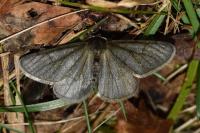 Phigalia pilosaria