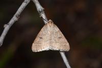 Theria primaria
