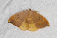 Watsonalla binaria