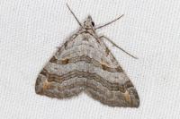 Aplocera efformata