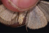 Aplocera efformata