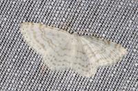 Asthena albulata