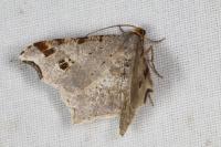 Macaria alternata