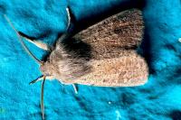 Orthosia cruda