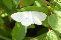 Scopula immutata