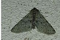 Phigalia pilosaria